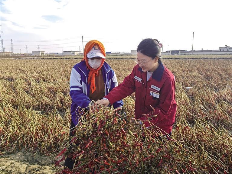 电力足  奏响致富“椒”响曲